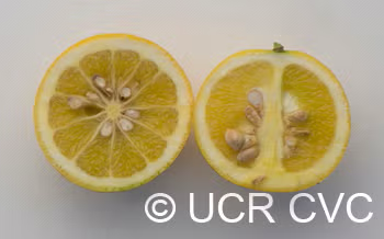 C-190 Citrumelo Trifoliate Hybrid Budwood citrus plant material online shopping