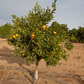 Avana Tardivo Di Ciaculli Mandarin Budwood citrus plant material online shopping