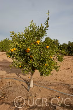 Avana Tardivo Di Ciaculli Mandarin Budwood citrus plant material online shopping