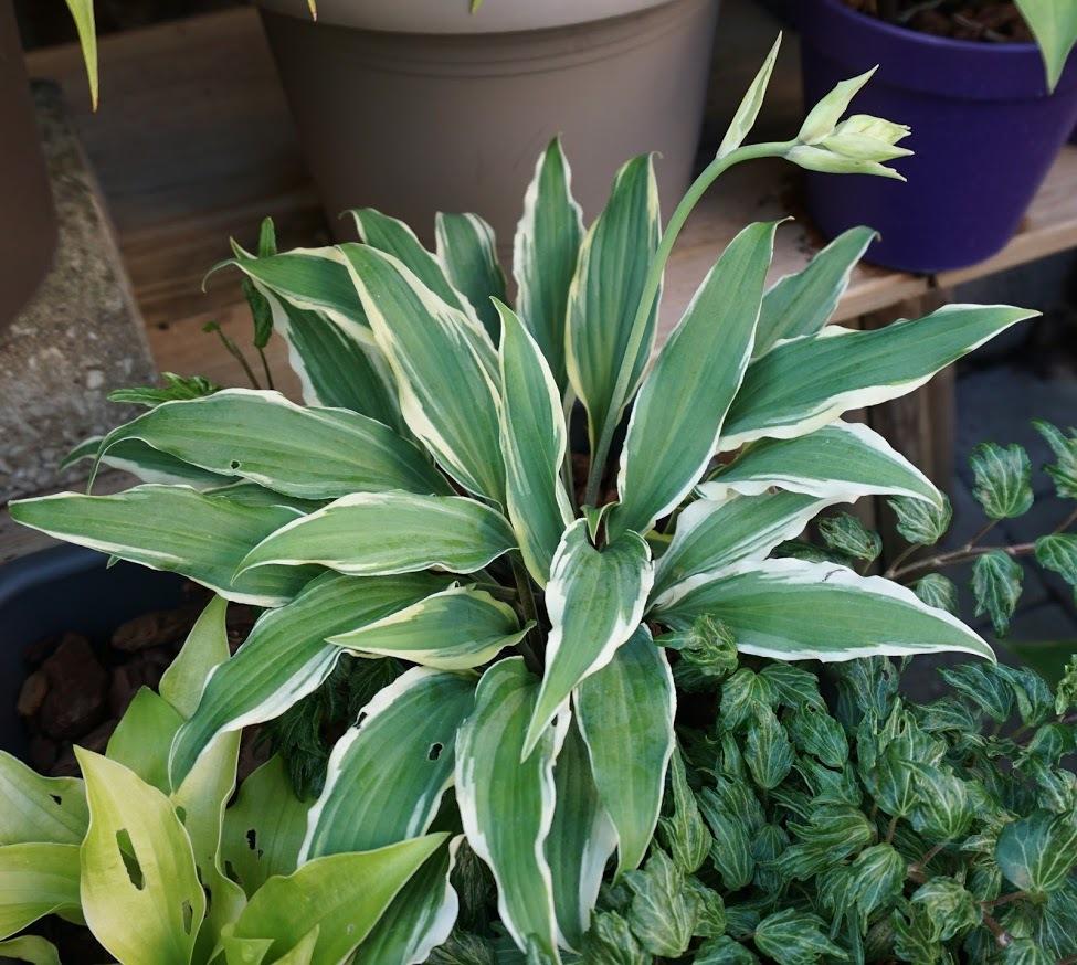 Deliverance Hosta Plants online shopping