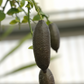 Australian Red Pulp Finger Lime Budwood citrus plant material online shopping