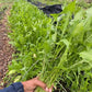 Italian Dandelion Chicory