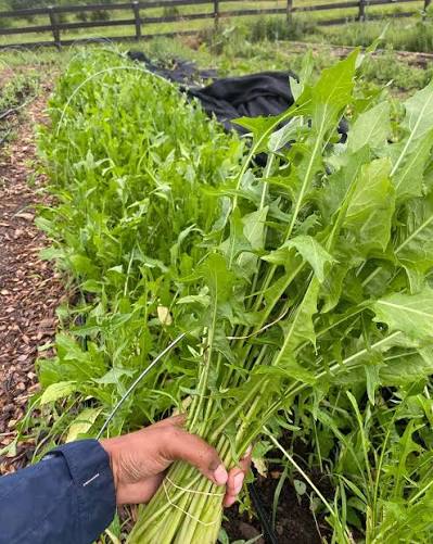 Italian Dandelion Chicory