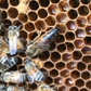 Florida Raised Carniolan Honey Bee Queen