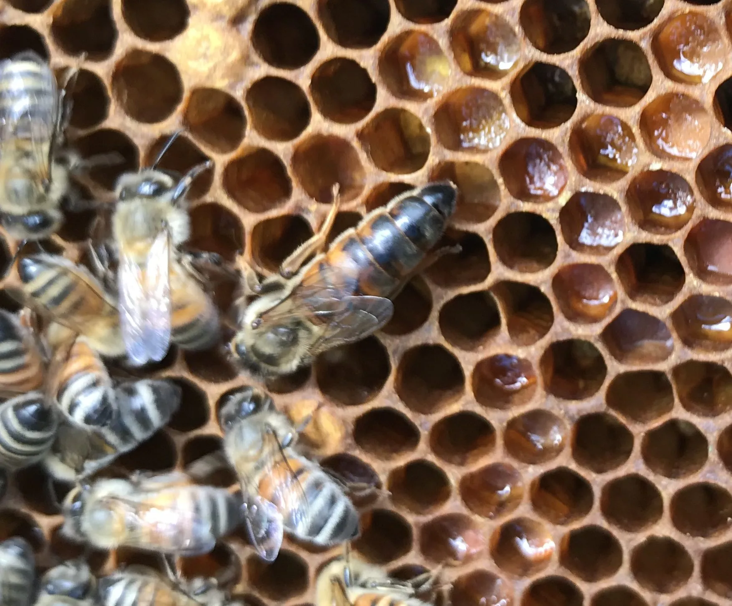 Florida Raised Carniolan Honey Bee Queen