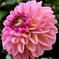 Cupcake Dahlia