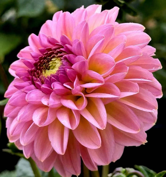 Cupcake Dahlia