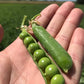 Bolero Shelling Pea
