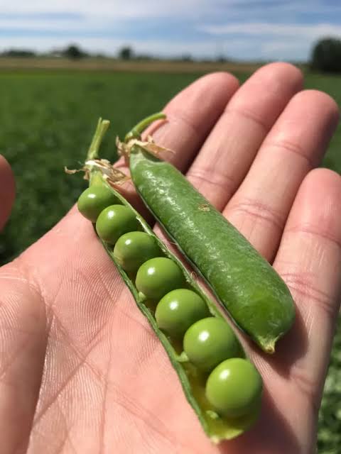 Bolero Shelling Pea