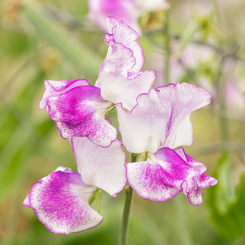 Sir Jimmy Shand Sweet Pea