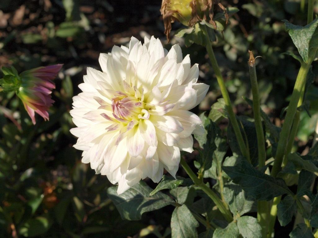 Margaret Ellen Dahlia