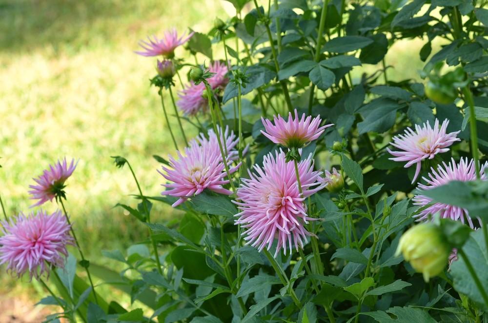 Park Princess Dahlia