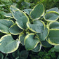 Parasol Hosta Plants online shopping
