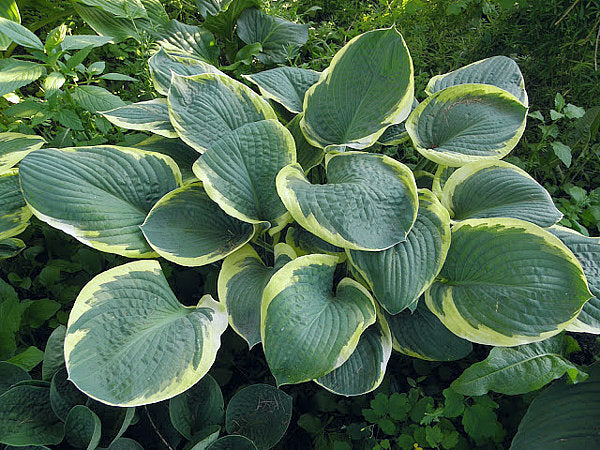 Parasol Hosta Plants online shopping