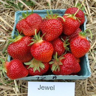 Jewel Mid Season Strawberry