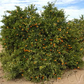 Nour Clementine Budwood citrus plant material online shopping