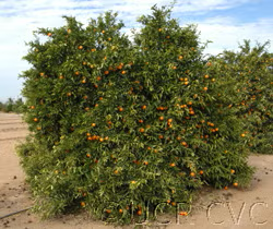 Nour Clementine Budwood citrus plant material online shopping