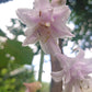 Ki-renjyaku Hosta Plants online shopping