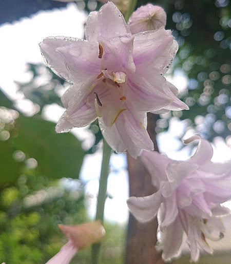 Ki-renjyaku Hosta Plants online shopping