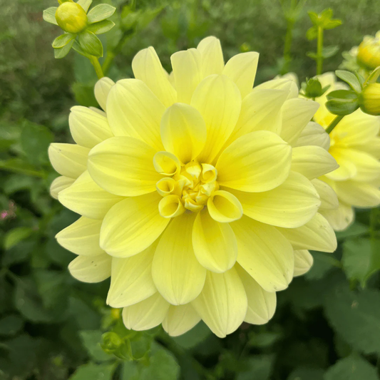 Lemonade Dahlia