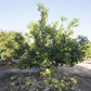 Kao Nun Pummelo Budwood citrus plant material online shopping
