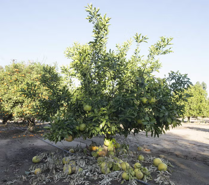 Kao Nun Pummelo Budwood citrus plant material online shopping