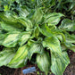 Frog In My Throat Hosta Plants online shopping