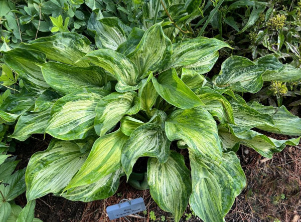 Frog In My Throat Hosta Plants online shopping