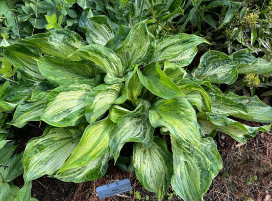 Frog In My Throat Hosta Plants online shopping