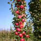 Tasty Red® Columnar Apple