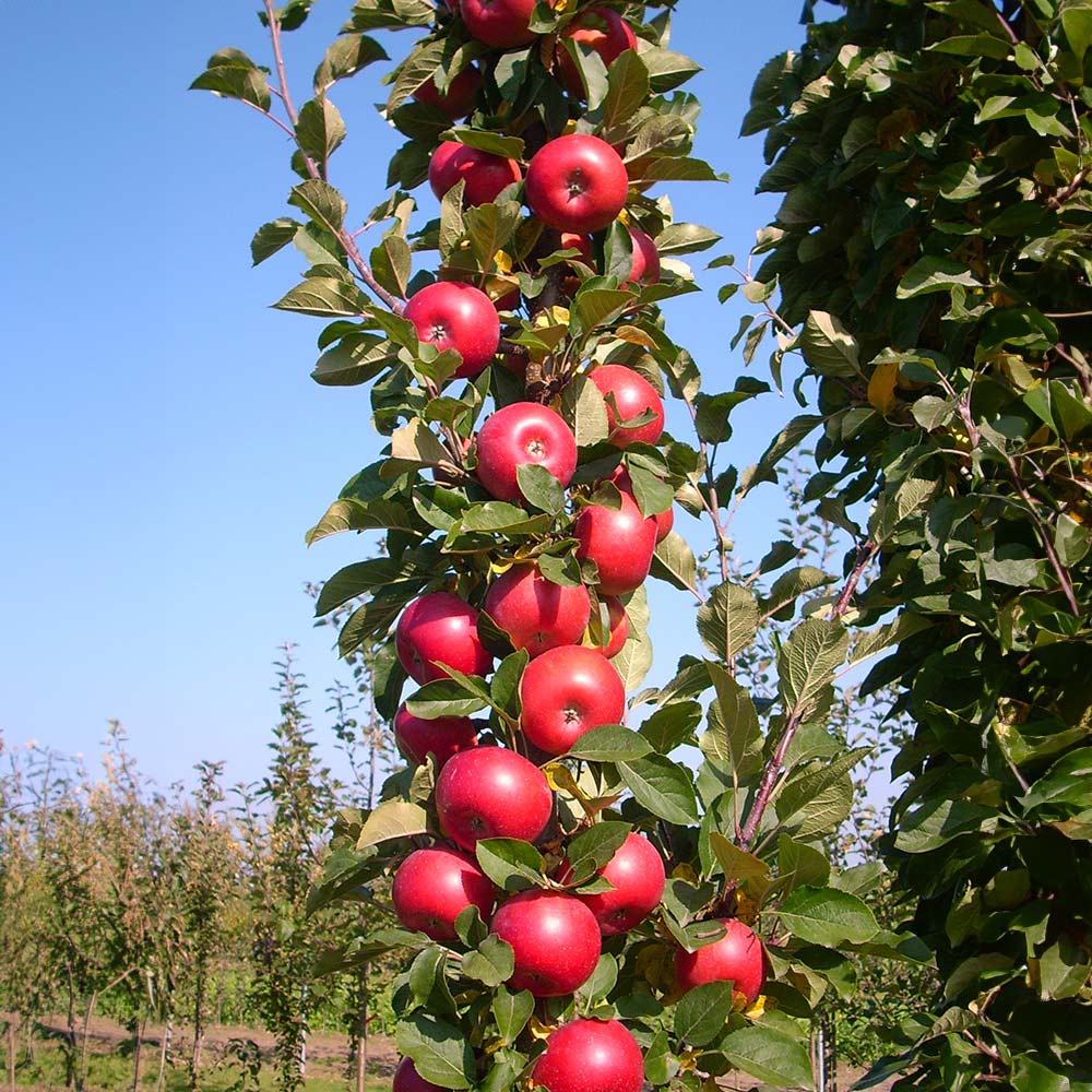 Tasty Red® Columnar Apple