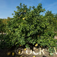 Mato Buntan Pummelo Budwood citrus plant material online shopping