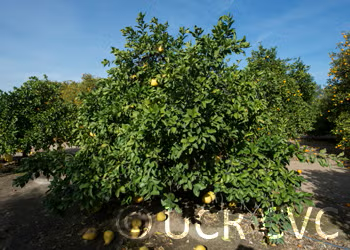 Mato Buntan Pummelo Budwood citrus plant material online shopping