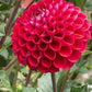 Cornel Dahlia Plants online shopping