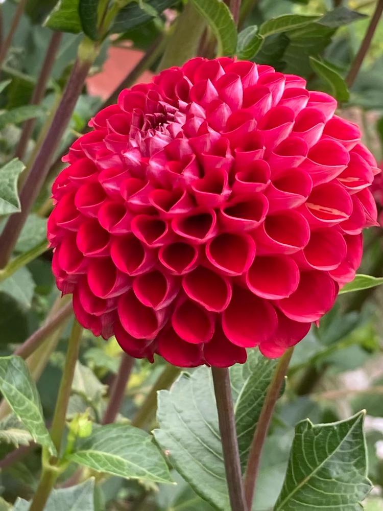 Cornel Dahlia Plants online shopping