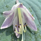 Wind Beneath My Wings Hosta Plants online shopping