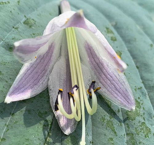 Wind Beneath My Wings Hosta Plants online shopping