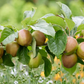Saturn Apple Tree with Green Unripe Fruit