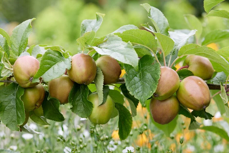 Saturn Apple Tree with Green Unripe Fruit