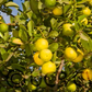 Castelo Lime Budwood citrus plant material online shopping