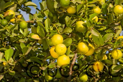 Castelo Lime Budwood citrus plant material online shopping