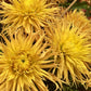 Encore Dahlia Plants online shopping