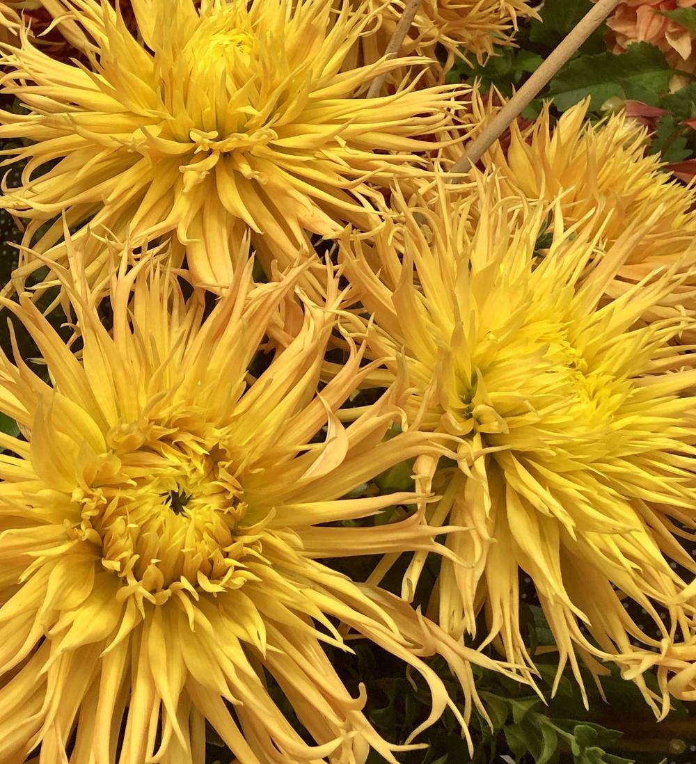 Encore Dahlia Plants online shopping