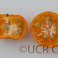 Sun Chu Sha Kat Mandarin Budwood citrus plant material online shopping