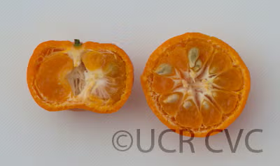 Sun Chu Sha Kat Mandarin Budwood citrus plant material online shopping