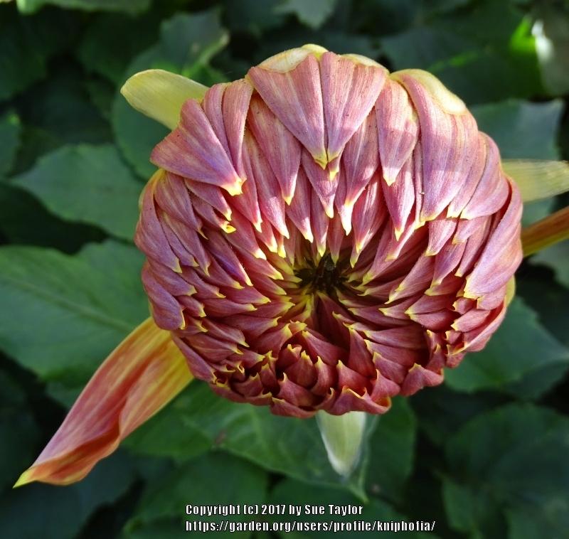 Steve Meggos Dahlia