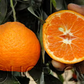 Dobashi Beni Satsuma Mandarin Budwood citrus plant material online shopping
