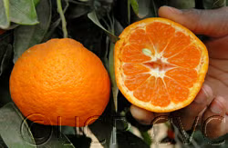 Dobashi Beni Satsuma Mandarin Budwood citrus plant material online shopping