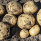 Dakota Pearl White Potato online shopping