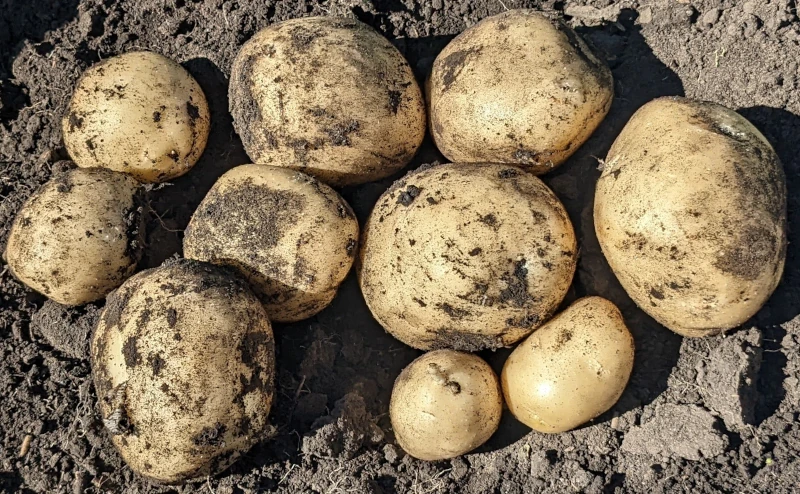 Dakota Pearl White Potato online shopping